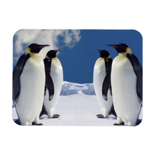 Íman Penguins Magnet (Horizontal)