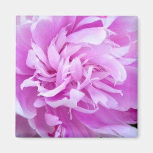 Íman Península Rosa - Magnet