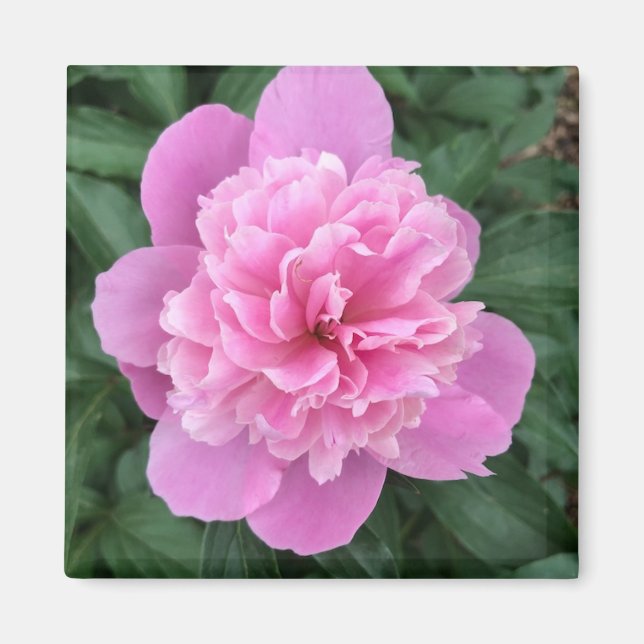 Íman Peônia Rosa (Frente)