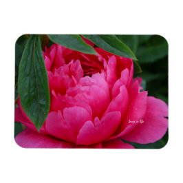 Íman Peônia Rosa Tímida