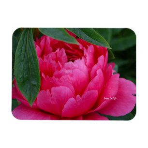 Íman Peônia Rosa Tímida