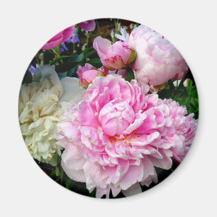 Íman Peônias brancas e cor-de-rosa