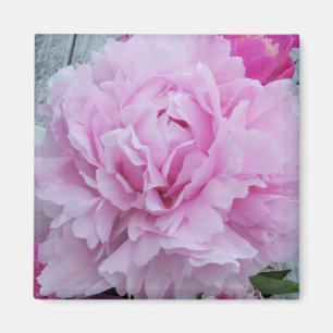 Íman Peônias cor-de-rosa/ímã quadrado da peônia