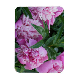 Íman Peônias Rosa