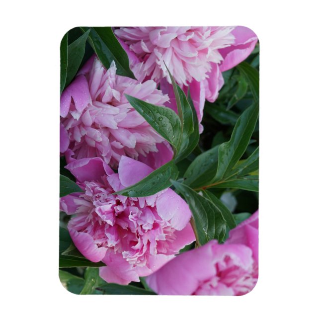 Íman Peônias Rosa  (Vertical)