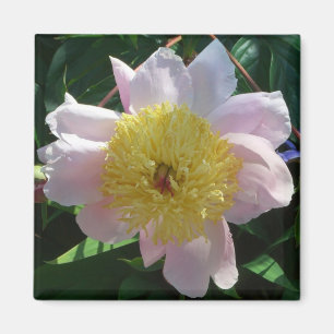 Íman Pêonias Rosa e Amarelas Belo Jardim Floral