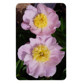Íman Peônias Rosas
