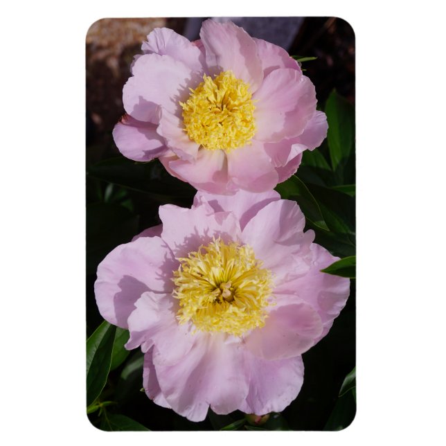 Íman Peônias Rosas (Vertical)