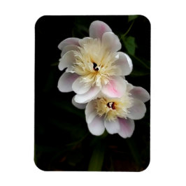 Íman Peonies Magnet