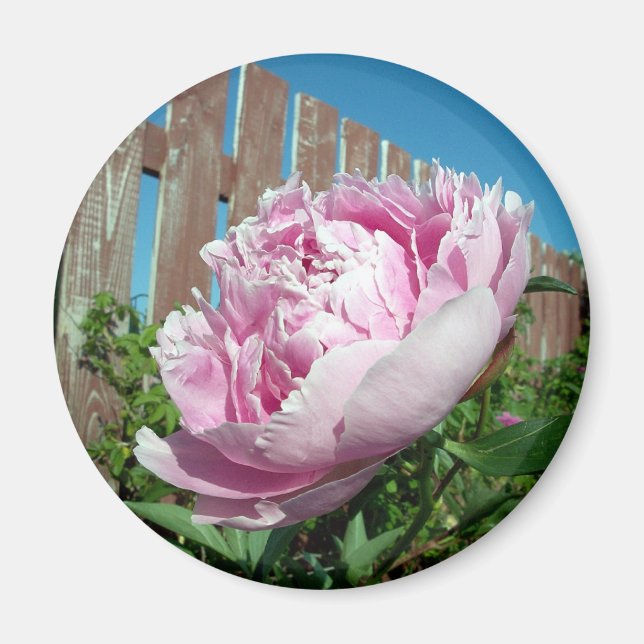 Íman Peony 3 Magnet (Frente)