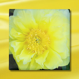 Íman Peony Amarelo