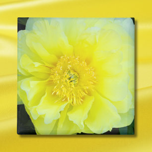 Íman Peony Amarelo