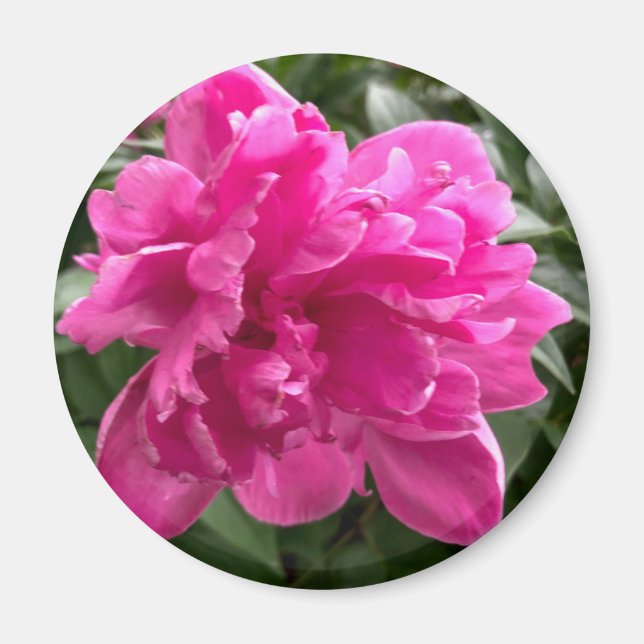 Íman Peony Magnet (Frente)