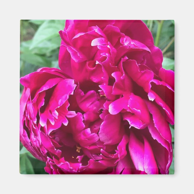 Íman Peony Magnet (Frente)