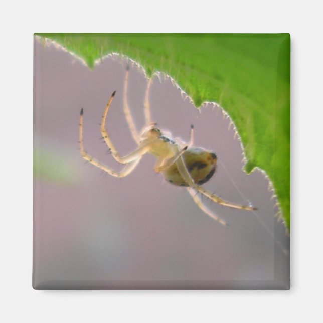 Íman Pequena aranha do deserto - ímã #1 (Frente)