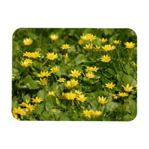 Íman Pequenas flores amarelas no capim1957 FLORES NATUR