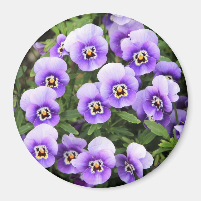 Íman Pequenas Panteras Roxas (Frente)