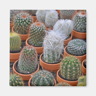 Íman Pequenas plantas de cacto