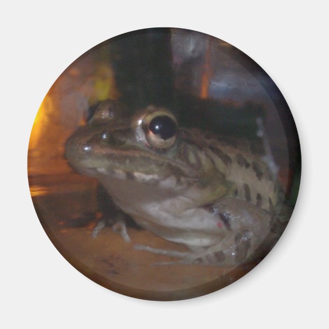 ÍMAN PEQUENO BOLLFROG (Frente)