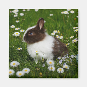 Íman Pequeno Coelho Branco e Marrom em Flores