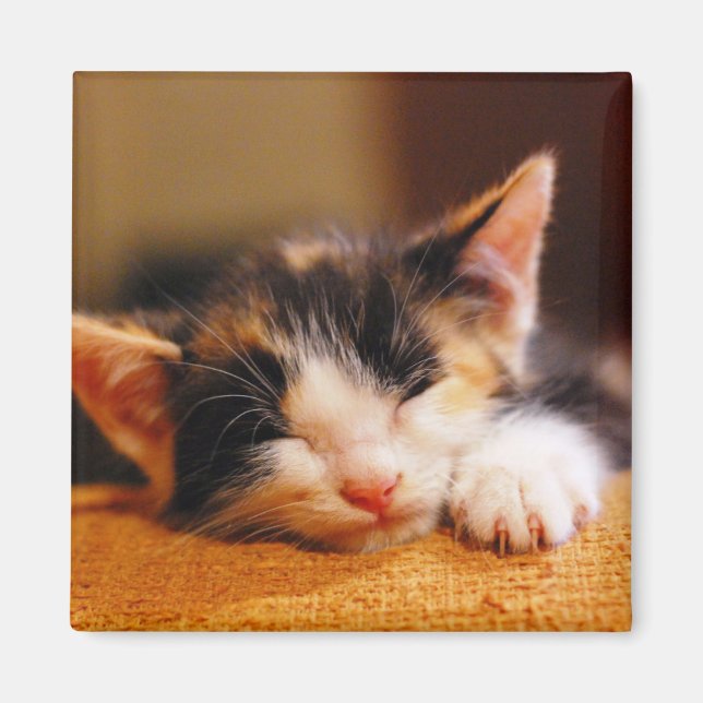 Íman Pequeno Gatinho dormindo (Frente)