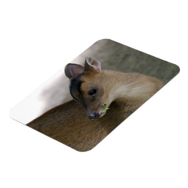 Íman Pequeno Muntjac (Left Side)