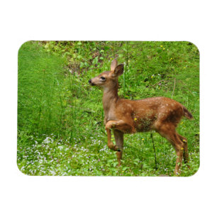 Íman Pequeno Rei/Rainha dos Fawns