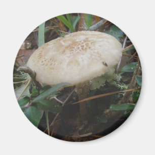 Íman Pequenos Cogumelos Marrons OBX Magnet