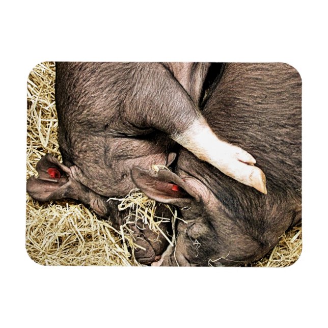 ÍMAN  PEQUENOS SUÍNOS CUTOS (Horizontal)