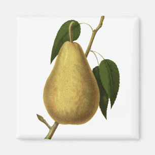Íman Pera botânica da fruta