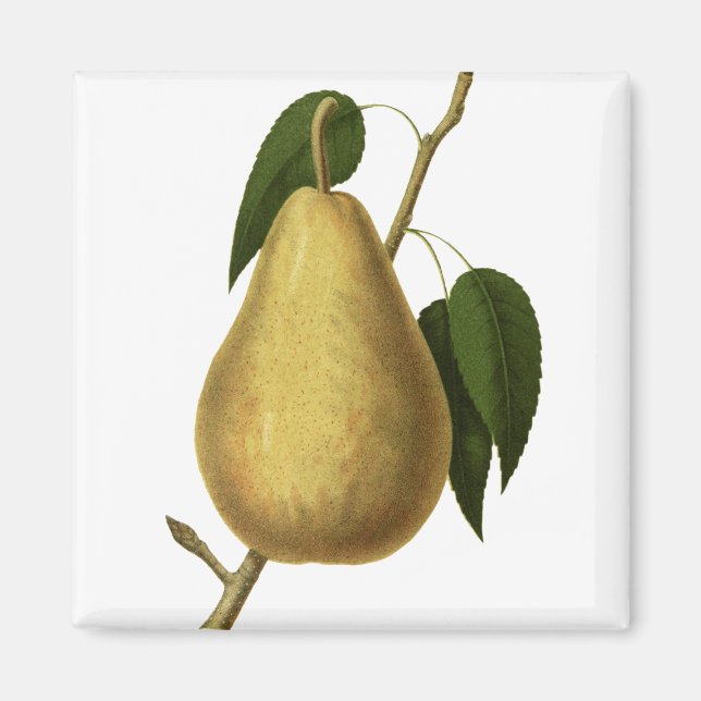 Íman Pera de Fruta Botânica (Frente)