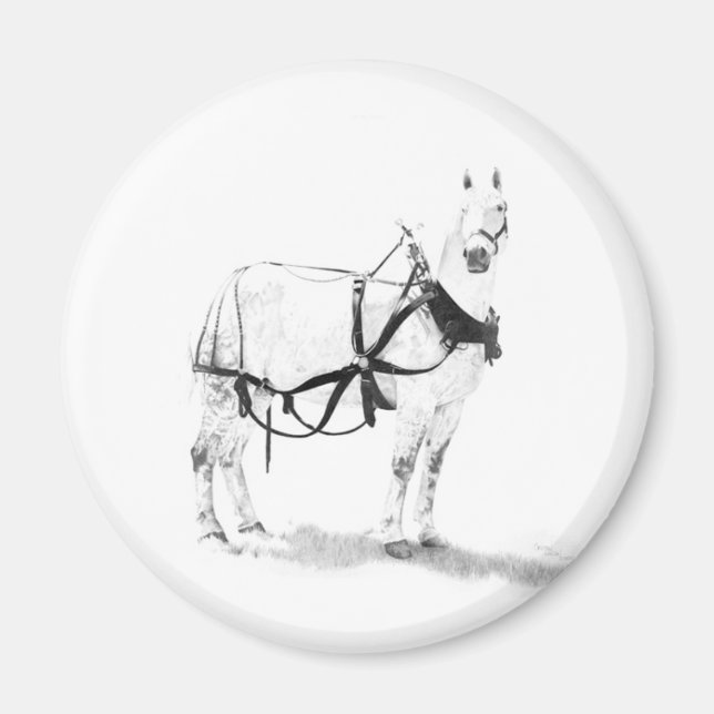 Íman Percheron Draft Horse Equine Art Magnets (Frente)