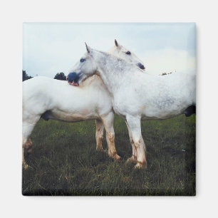 Íman Percherons Cultivando Um Ao Outro