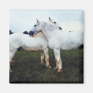 Íman Percherons Cultivando Um Ao Outro