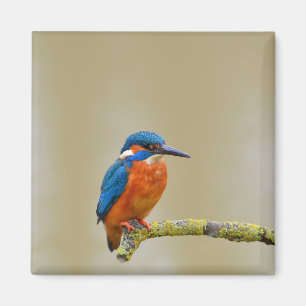 Íman Perching Kingfisher