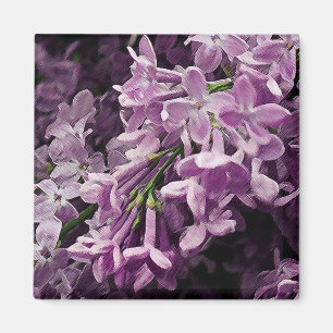 Íman Perdido no Lilac