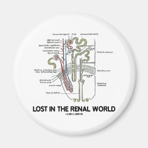 Íman Perdido no mundo renal (rim Nephron)