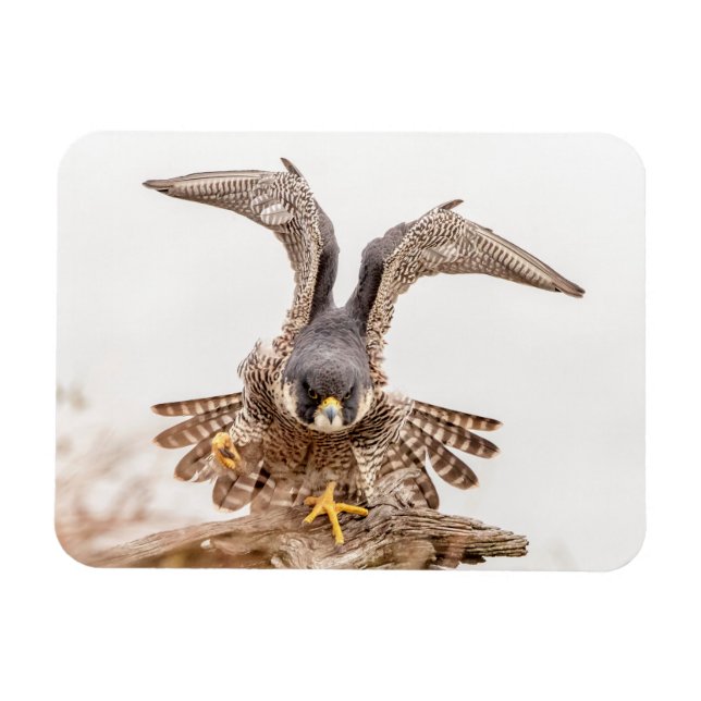 Íman Peregrine Falcon (Horizontal)