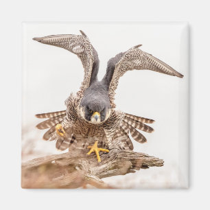 Íman Peregrine Falcon