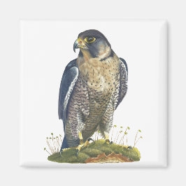 Íman Peregrine Falcon