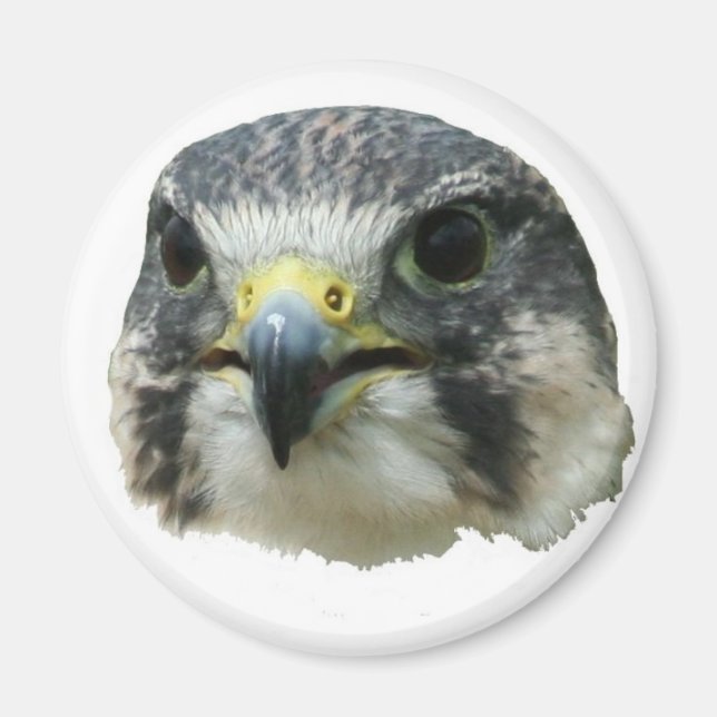 Íman Peregrine Falcon (Frente)