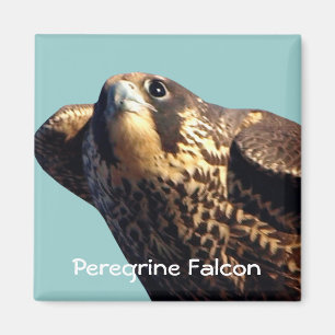 Íman Peregrine Falcon Magnet