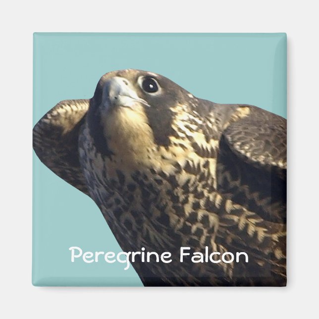 Íman Peregrine Falcon Magnet (Frente)