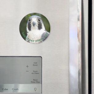 Íman Peregrine Falcon Photo Earth Day