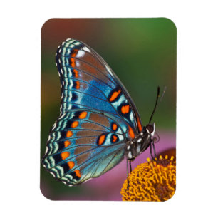 Íman Perfil da borboleta em uma flor