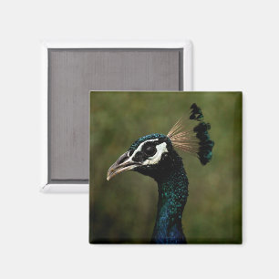 Íman Perfil de Peacock