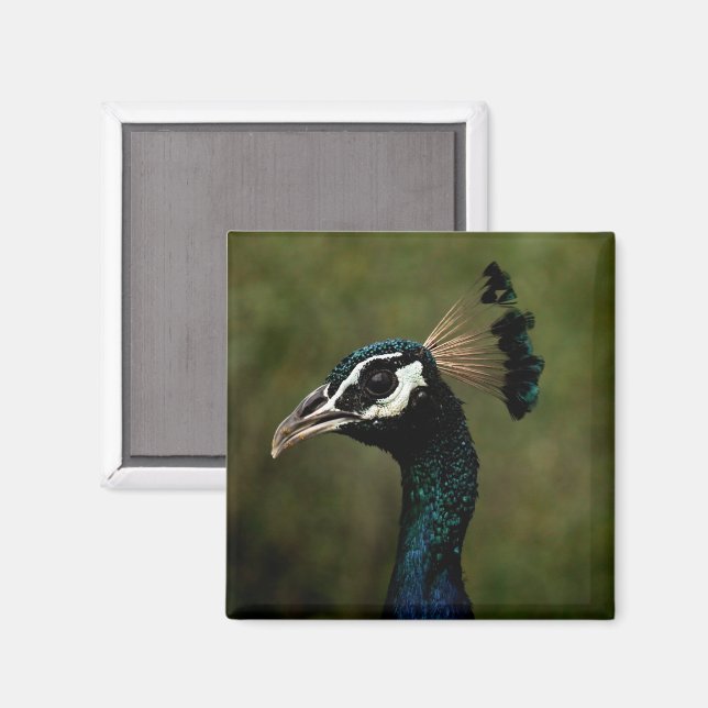 Íman Perfil de Peacock (Front/Back)