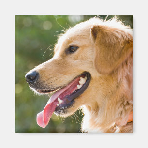 Íman Perfil De Retriever Do Ouro Com A Saída Da Língu