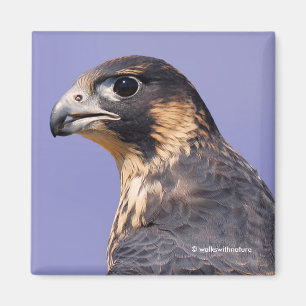 Íman Perfil de um falcão de peregrino juvenil