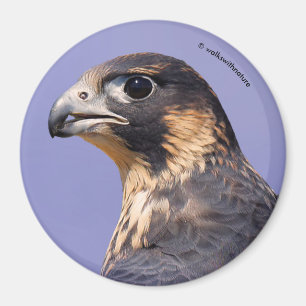 Íman Perfil de um Falcão Peregrino Juvenil
